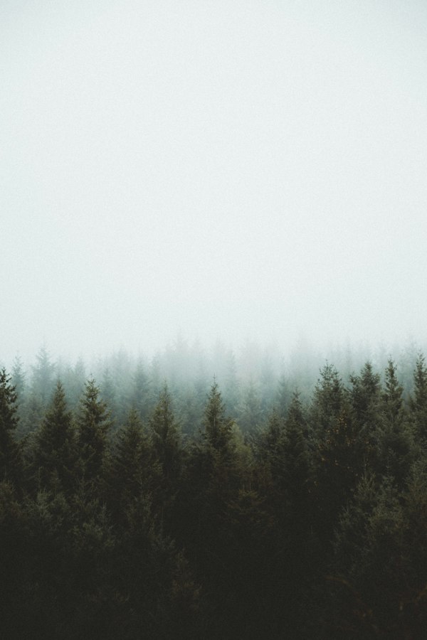 Pine forest in morning fog